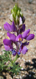 Arizona Lupine Seeds For Drought Tolerant Landscape California Desert Wildflower for Pollinators Native Wild Flowers for Rock Garden(50 Seeds)