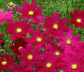60/300/600 Cosmos RED Dazzler Flower Seeds - Annual, Open Pollinated(60 Seeds)