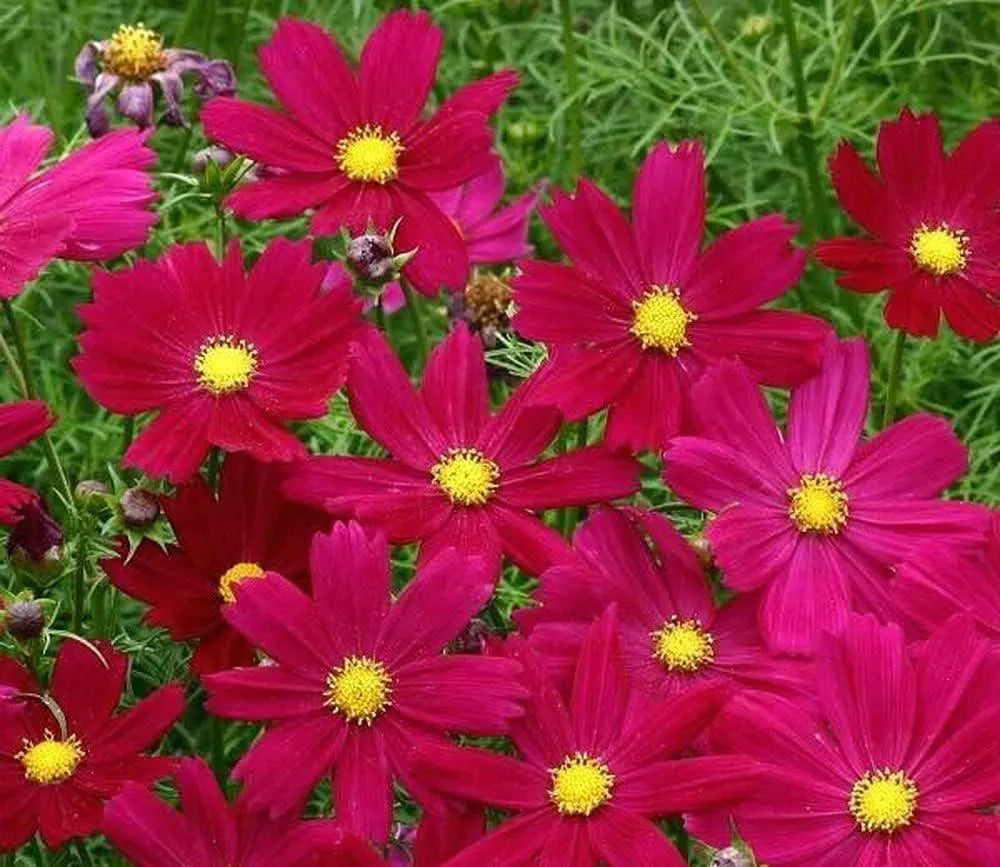 60/300/600 Cosmos RED Dazzler Flower Seeds - Annual, Open Pollinated(60 Seeds)