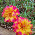 Golden Pink Bicolor Moss Rose (Portulaca grandiflora) Seeds - Low Maintenance,Ground Cover, Attracts Pollinators, Plant in Spring/Summer(5 Seeds)