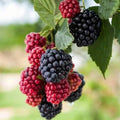 Native California Blackberry Seeds, Pacific Blackberry, Trailing Blackberry(20 Seeds)