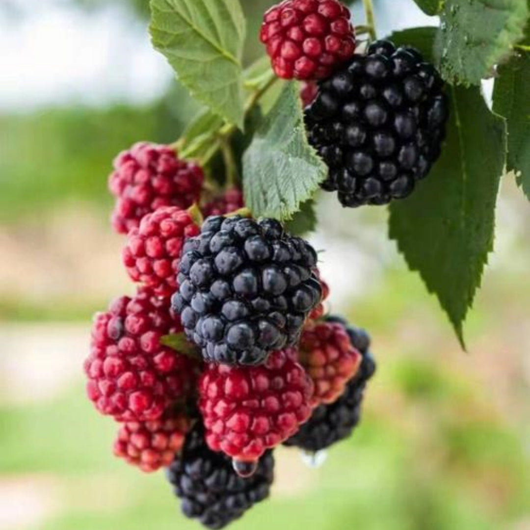 Native California Blackberry Seeds, Pacific Blackberry, Trailing Blackberry(20 Seeds)