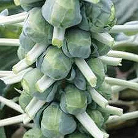 Brussels Sprouts Hestia seeds 4/20/40(4 Seeds)