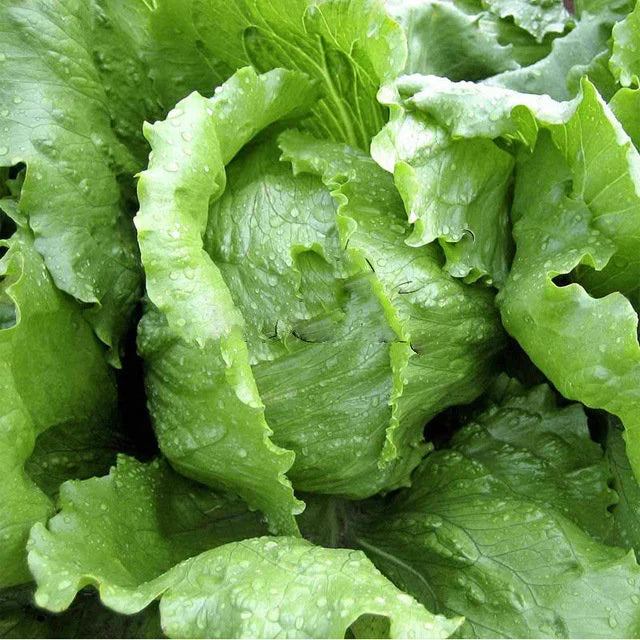 Iceberg Lettuce Seeds 100/500/1000+ Crisphead Vegetable Garden NON-GMO USA(100 Seeds)