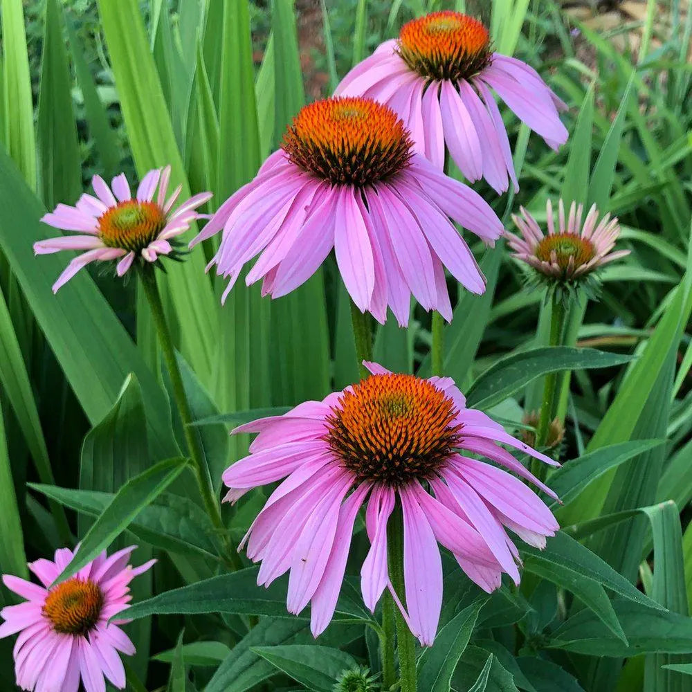 Purple Coneflower Seeds (Echinacea purpurea)(10 Seeds)