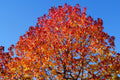 10/50/100 AMERICAN SWEETGUM Liquidambar Styraciflua Storax Alligator Sweet Gum Tree Seeds - Great Fall Color! Red Yellow Orange Purple(10 Seeds)