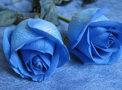 Blue Rose Seeds – Rare Exotic Rose Bush – 40/200/400 Seeds(40pcs)