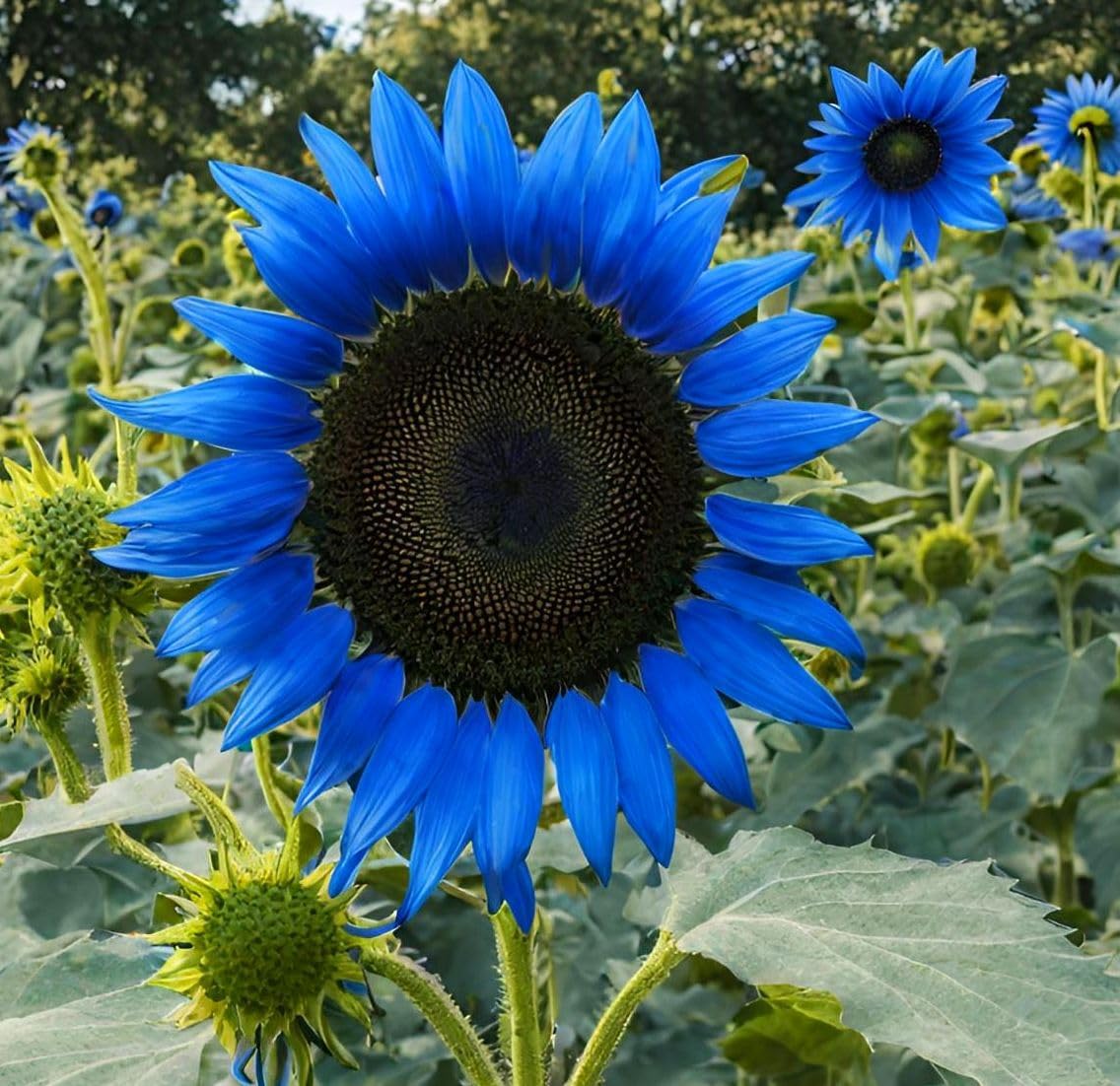 100/500/1000 Rare Midnight Oil Blue Sunflower Seeds: Stunning Hybrid for Your Garden(100)
