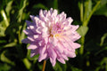 Jordan Nicole Dahlia Seeds - Pollinator Friendly- Open Pollinated - Heirloom - Flower Seeds - Mix Seeds to Plant(20 Seeds)