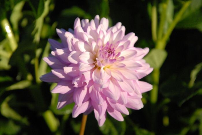 Jordan Nicole Dahlia Seeds - Pollinator Friendly- Open Pollinated - Heirloom - Flower Seeds - Mix Seeds to Plant(20 Seeds)