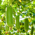 6/30/60| Luffa Aegyptiaca Seeds – Smooth Luffa – Sponge Gourd – Egyptian Cucumber – Vietnamese Luffa – Vegetable Seeds – Easy Grow #New 5-3(6 Seeds)