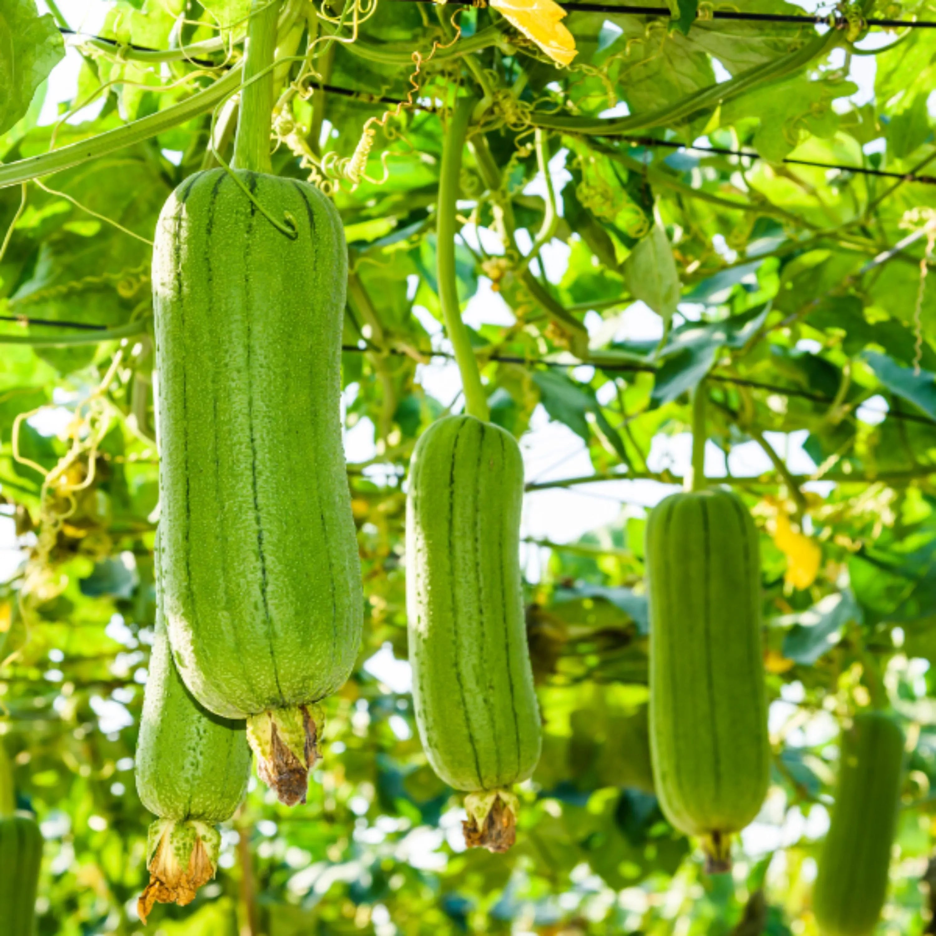 6/30/60| Luffa Aegyptiaca Seeds – Smooth Luffa – Sponge Gourd – Egyptian Cucumber – Vietnamese Luffa – Vegetable Seeds – Easy Grow #New 5-3(6 Seeds)