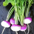Premium Purple Top White Globe Turnip - Fresh Organic, Heirloom Seeds - Most Popular Turnip Variety in the World.  Great Fall Crop! Eat Tops(50 Seeds)
