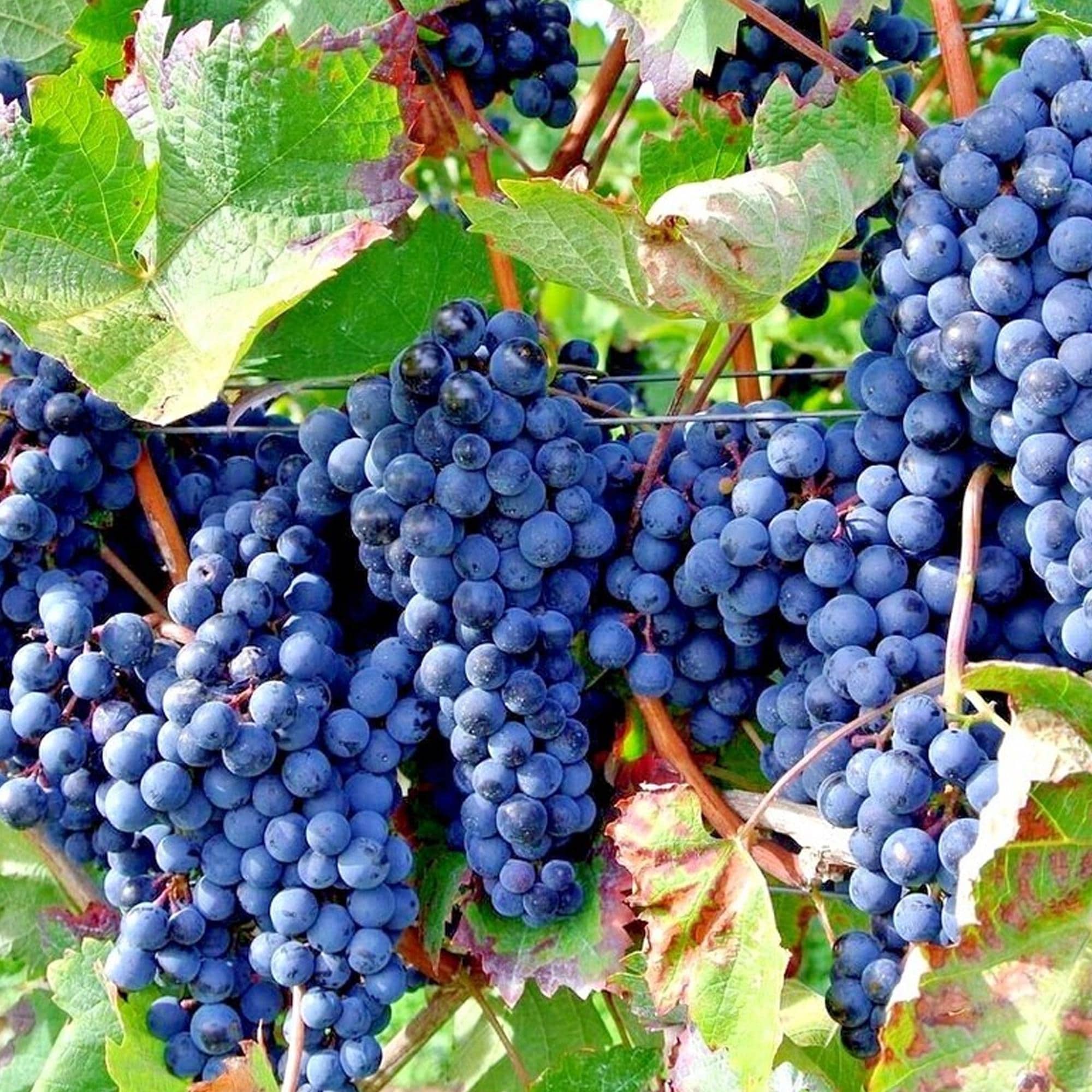 10/50/100 Wine Grape Seeds (Vitis vinifera) – Hardy Fast-Growing Fruit Vine – Sweet Juicy Grapes for Wine Making, Juicing  Fresh Eating(10 Seeds)