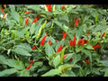 Small Thai Chili Hot Pepper Seeds - Hot Heirloom Chili from Thailand(20/100/200 - Seeds)(20 Seeds)