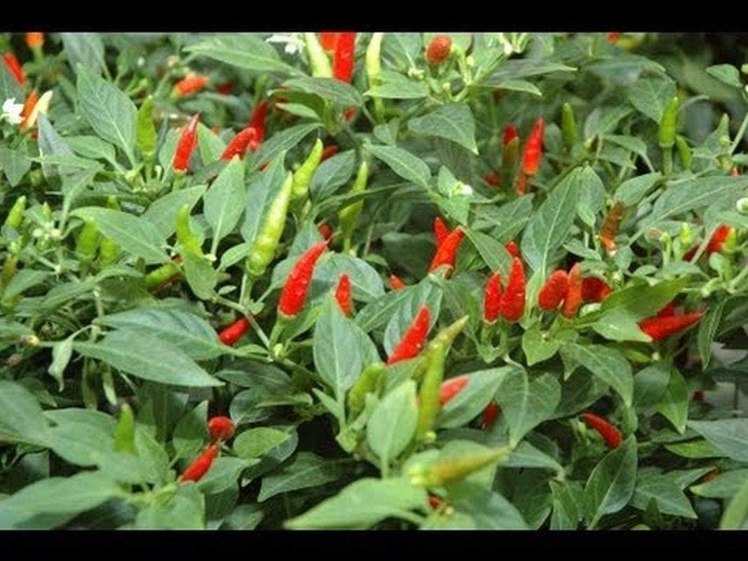 Small Thai Chili Hot Pepper Seeds - Hot Heirloom Chili from Thailand(20/100/200 - Seeds)(20 Seeds)