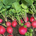 Malaga Radish 100/500/1000 Seeds: Heirloom Purple Radish, USA Sourced, Non-GMO(100 Seeds)