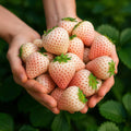 Rare Strawberry Seeds: Cream or Milk Varieties, Non-GMO Perennial(60 Seeds)