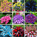 200+ Hosta Seeds Heart-Shaped Hosta Bare Roots - Rich Foliage, Heart Shaped Leaves, Exotic Hostas Drought Tolerant Colorful Hosta Plants(200)