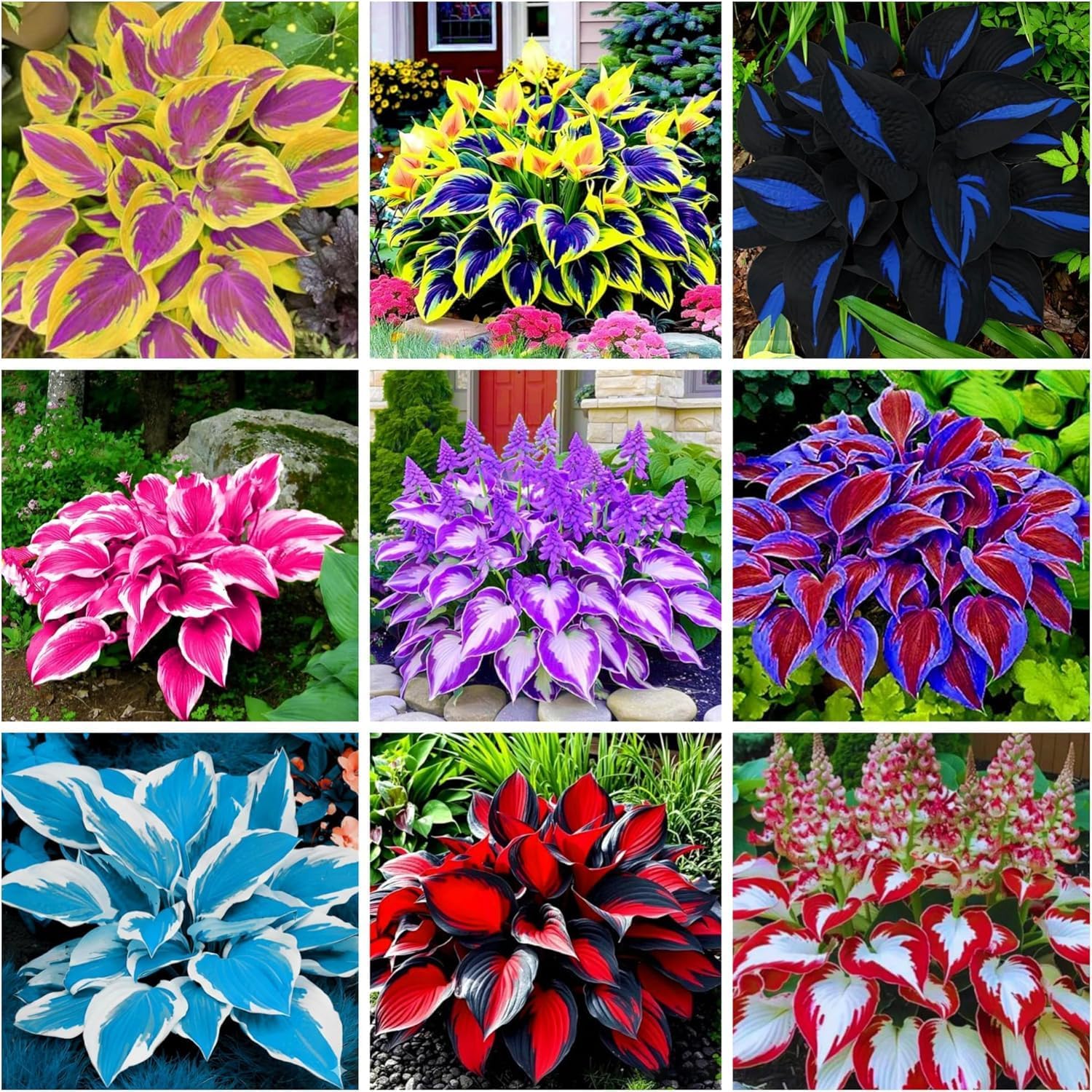200+ Hosta Seeds Heart-Shaped Hosta Bare Roots - Rich Foliage, Heart Shaped Leaves, Exotic Hostas Drought Tolerant Colorful Hosta Plants(200)