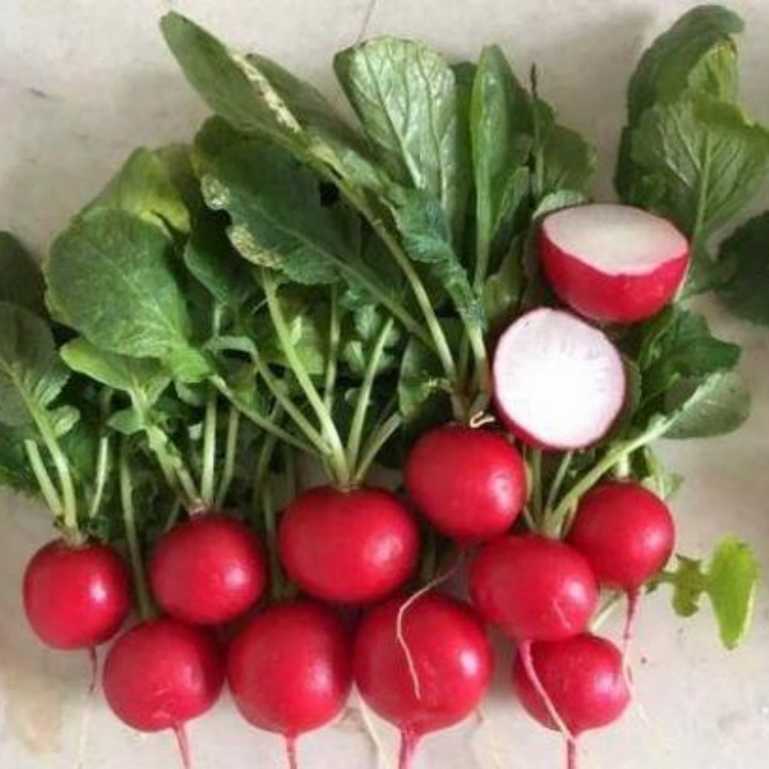 Champion Radish Seeds - Heirloom Seeds, AAS Winner, Cool Weather, Root Vegetables, Fall Garden, Microgreens, Sprouting Seeds, OP, Non-GMO(40 Seeds)