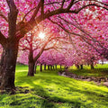 Japanese Flowering Cherry Tree (Prunus Kanhizakura) Seeds(2 Seeds)