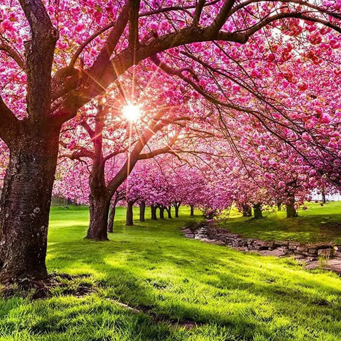 Japanese Flowering Cherry Tree (Prunus Kanhizakura) Seeds(2 Seeds)