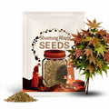 Shantung Maple Tree (Acer Truncatum) Seeds(4 Seeds)