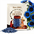 100/500/1000 Rare Midnight Oil Blue Sunflower Seeds: Stunning Hybrid for Your Garden(100)