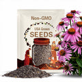 Purple Coneflower Seeds (Echinacea purpurea)(10 Seeds)