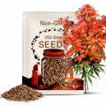 Omure Yama Japanese Maple Tree (Acer Palmatum;Omure Yama;) Seeds - NEW FOR 2025(2 Seeds)