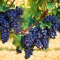 20/100/200 PCS  Purple Concord Grape Vine Seeds for Lush Fruitful Gardens Perfect for Growing Your Own Grapes Seed for Planting(20pcs)