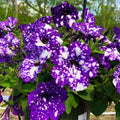60+ purple petunia starry flower seeds for spring summer(60 Seeds)