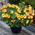 5/25/50 Seeds | Ice Cream Sundae Nasturtium Seeds Unique Bicolor Nasturtium Edible Flower Seeds For Planting Garden Non-GMO(5 Seeds)