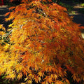 Ornatum Japanese Maple Tree (Acer Palmatum;Ornatum;) Seeds(6 Seeds)