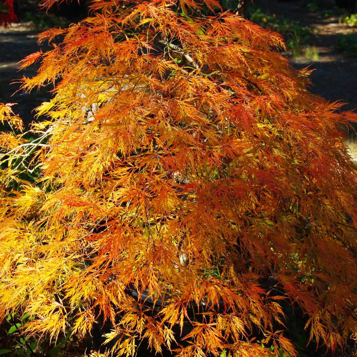 Ornatum Japanese Maple Tree (Acer Palmatum;Ornatum;) Seeds(6 Seeds)