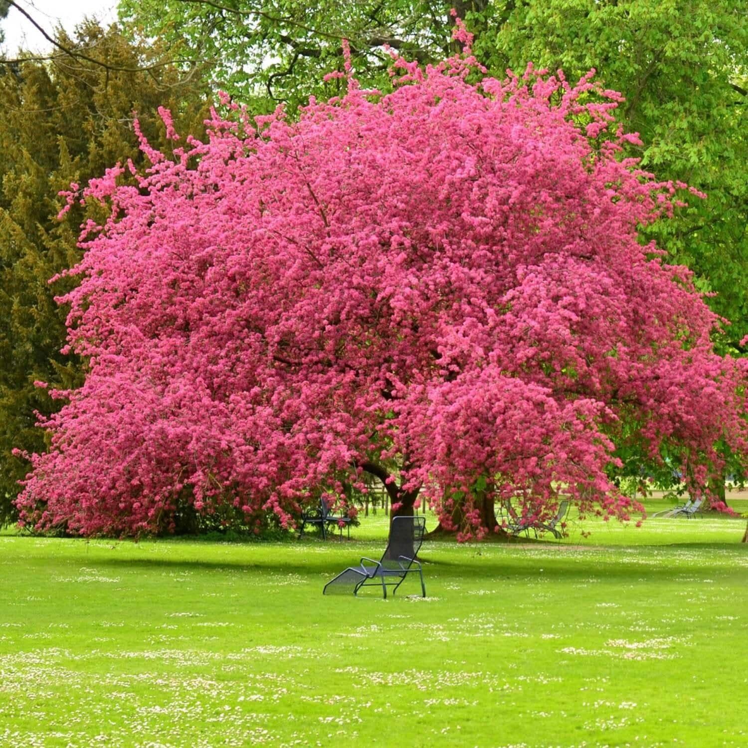 Rubra Flowering Dogwood Tree (Cornus Florida) Seeds(1 Seeds)