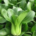 Baby Choi SEEDS | Baby Pak Choi, Pak Choy, Bok Choy Cabbage SEEDS | Non-GMO, Organic | Treevales(200 Seeds)