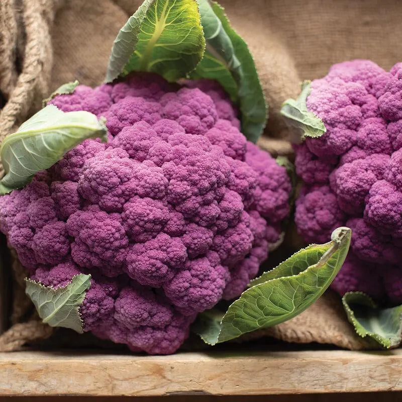 Amethyst Cauliflower Seeds - NC Heirloom Seeds -  Vegetable Gardening Grow Your Own Food(20 Seeds)