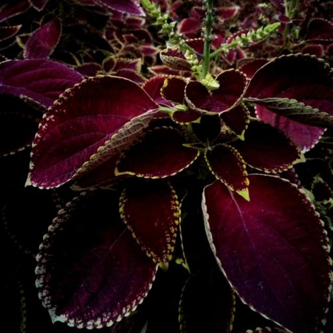 NEW! Chocolate Lime Mesmerize Coleus Seeds, Indoor, Outdoor, Coleus for Sun or Shade Plant(4 Seeds)