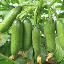 Muncher Cucumber Seeds - Prized for its Mild Flavor, Crisp Texture, and Thin, Smooth, and Edible Skin - NON GMO - Country Creek Acres(5 Seeds)
