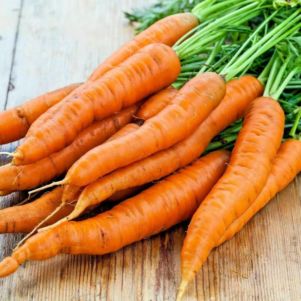 80/400/800+DANVERS CARROT Seeds Organic Non Gmo Native Heirloom Vegetable Garden Container Easy(80 Seeds)