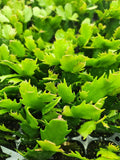 Winter Density Lettuce Seeds (Winter Gem) – 3450/6900/13800 Non-GMO  Heirloom Seeds, Lactuca Sativa, Crisp Romaine-Butterhead Hybrid, Cool Season Variety, by Isla’s Garden Seeds, Gift Idea for Home Gardens(3450pcs)
