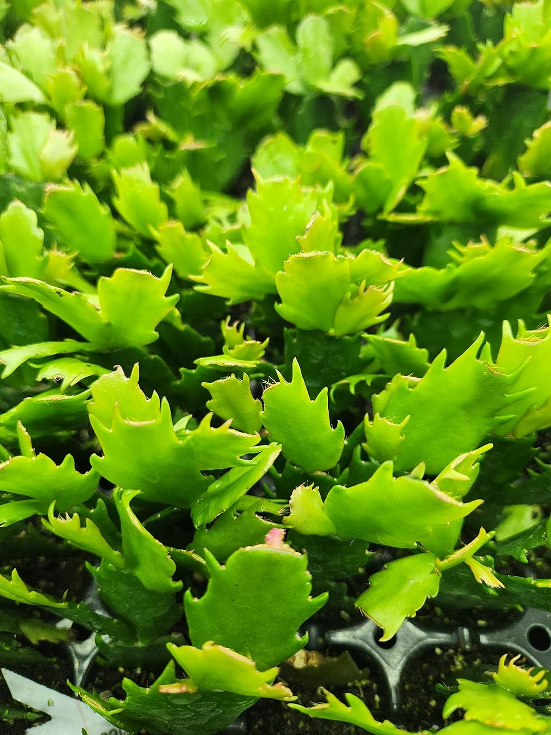 Winter Density Lettuce Seeds (Winter Gem) – 3450/6900/13800 Non-GMO  Heirloom Seeds, Lactuca Sativa, Crisp Romaine-Butterhead Hybrid, Cool Season Variety, by Isla’s Garden Seeds, Gift Idea for Home Gardens(3450pcs)