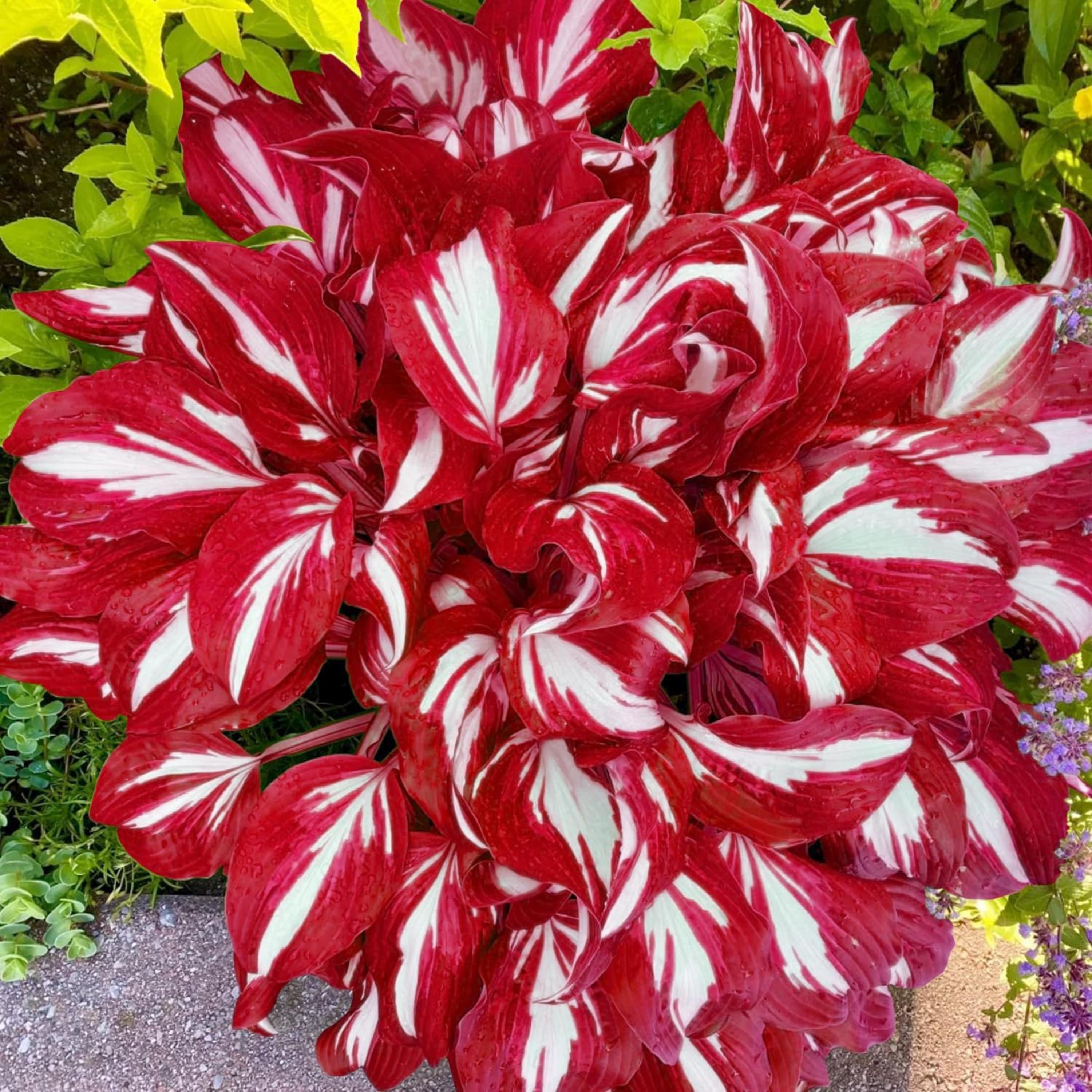 20/100/200 Red White Hosta Seeds – Rare Shade Plant – Cold Hardy Perennial – Heirloom Non-GMO(20 Seeds)