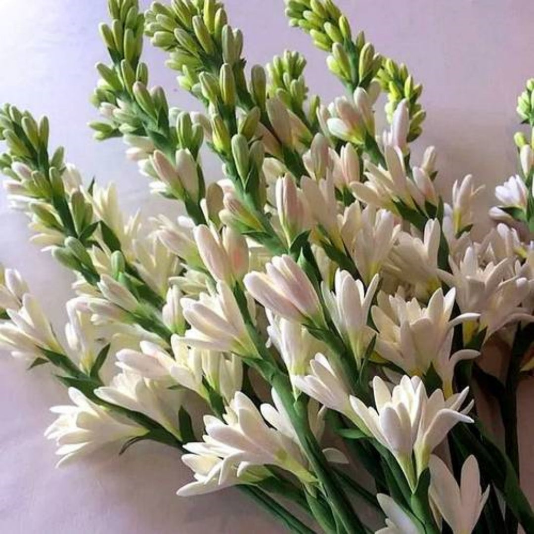 Polianthes tuberosa 'Tuberose' Single Bloom Seeds / 10/50/100 Hardy Perennial Tubers That Produce Multiple Fragrant White Blooms in Early Fall(10 Seeds)