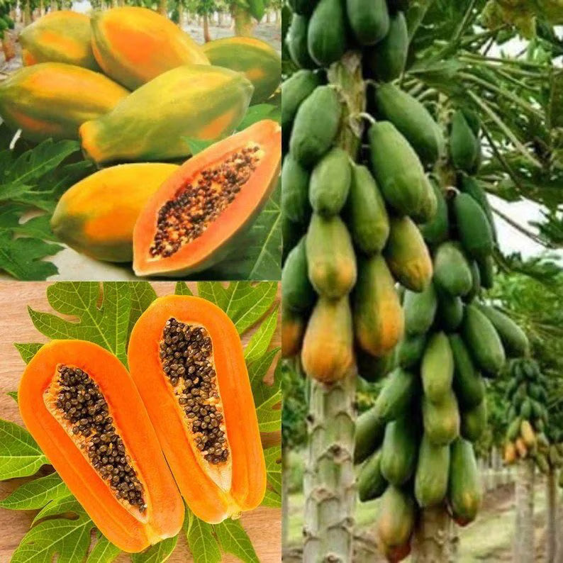 50 Papaya Seeds(20 Seeds)