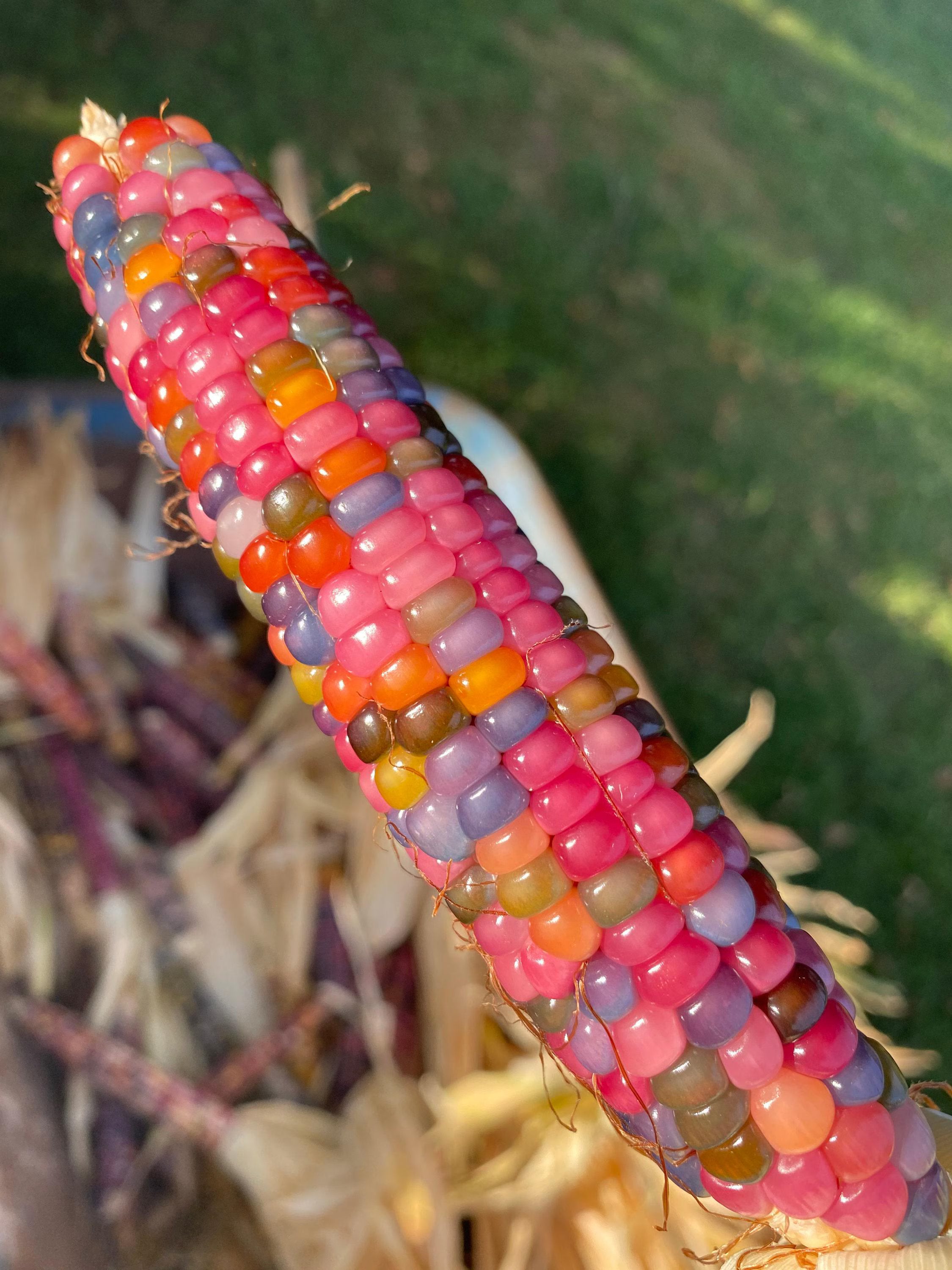 ORGANIC non GMO Glass Gem Corn(5 Seeds)