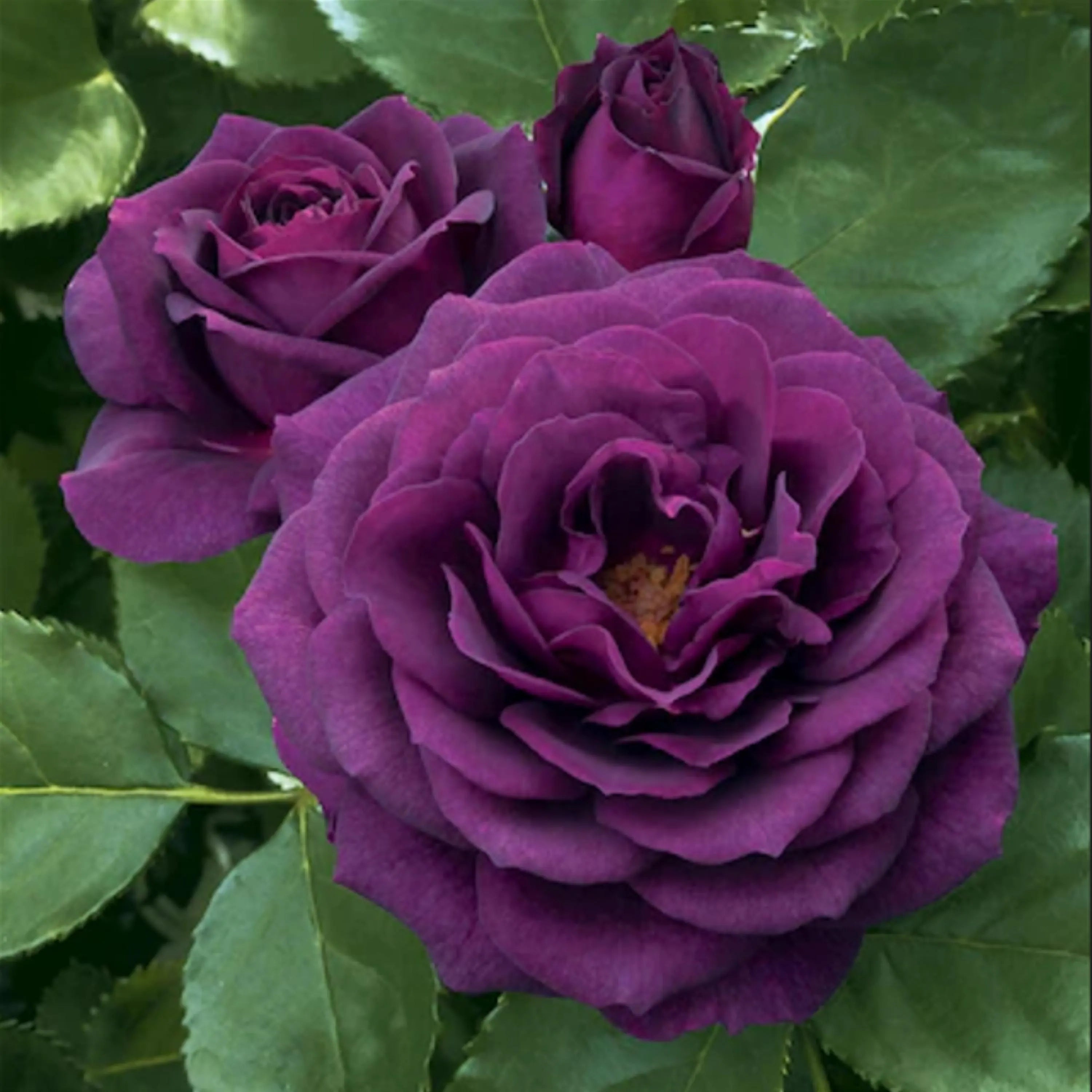 Dark Purple Rose Seeds - Perennial - Cross-Pollinating - Cold Resistant - Deciduous - Potted - Plant in Late Fall/Early Spring(2 Seeds)