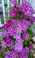 12/60/120 Double Pink  White Clematis Seeds – Perennial Climbing Flower Seeds | Elegant Blooms | US Seller(12 Seeds)